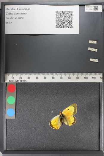 Media type: image;   Entomology 119396